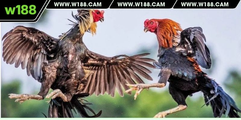 Địa điểm tổ chức được W188 livestream