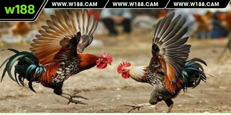 Các loại kèo cược Malaysia đang có