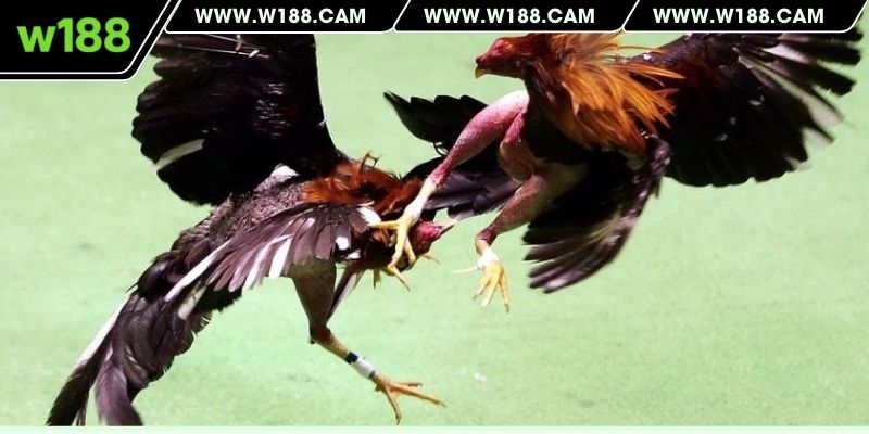 Chia sẻ vảy gà nằm ở đâu là tốt