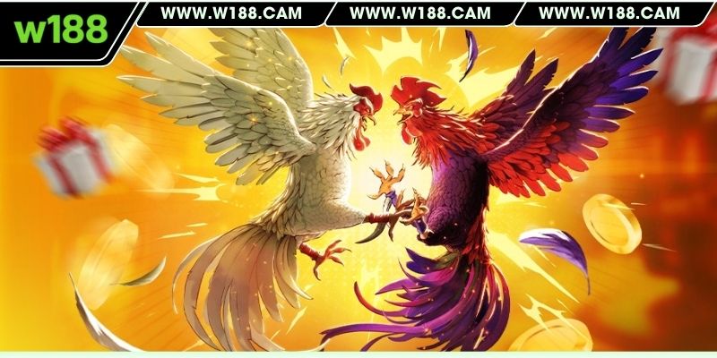 Chọn chiến kê một cách thông minh