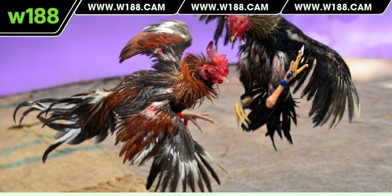 Kĩ thuật gà đá đòn mạnh mẽ từ W188