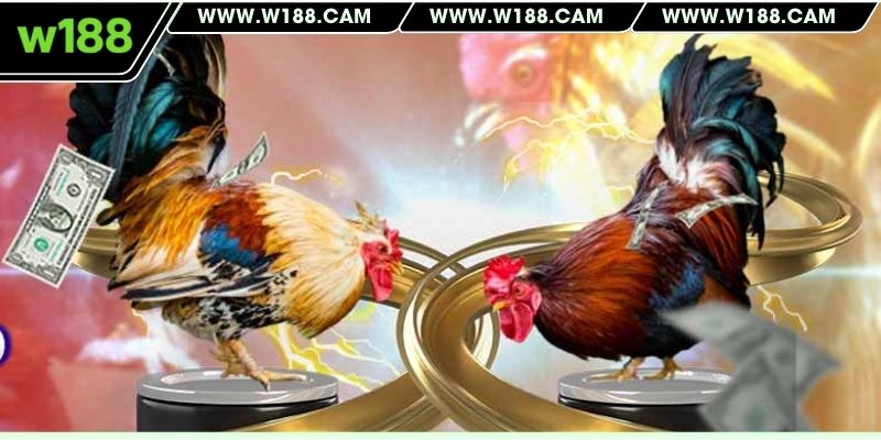 Sảnh đá gà chuẩn quốc tế