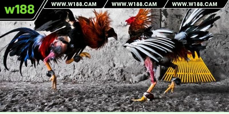 Sơ lược về vảy gà Huyền Trâm